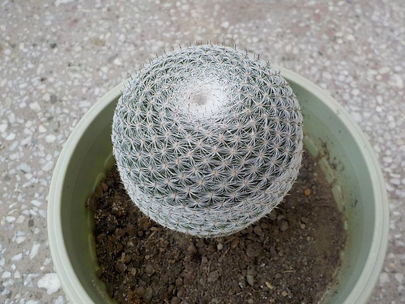 - Genul Mammillaria