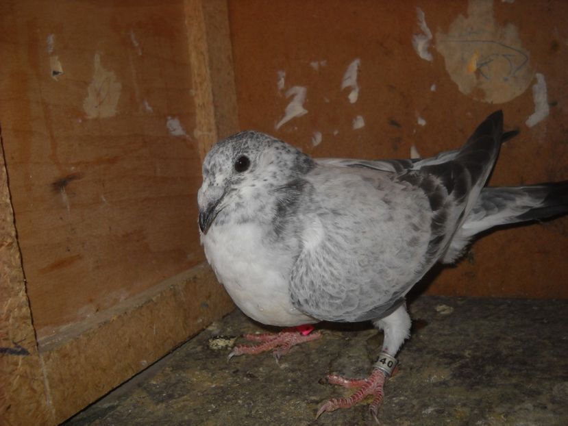  - UNDEVA IN SUCEAVA arhiva