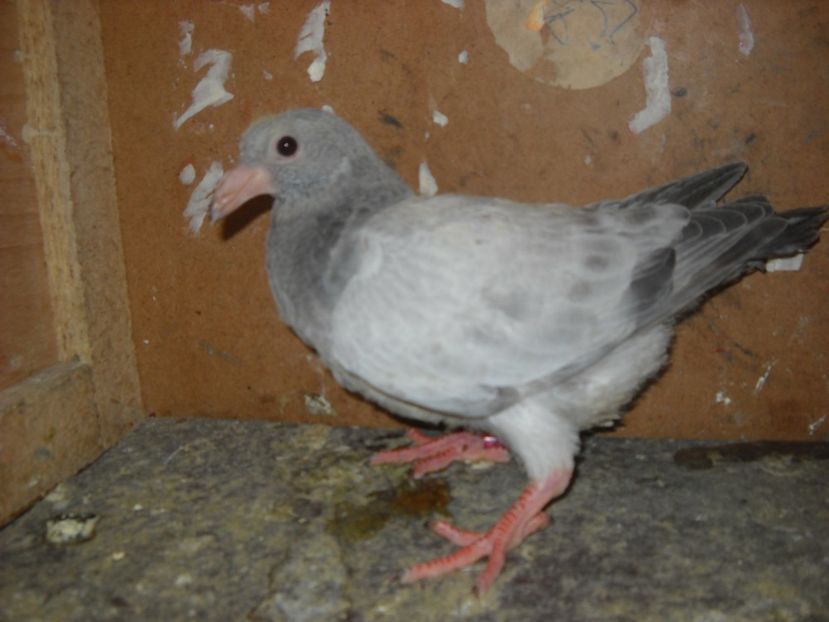  - PORUMBEI VANDUTI 2