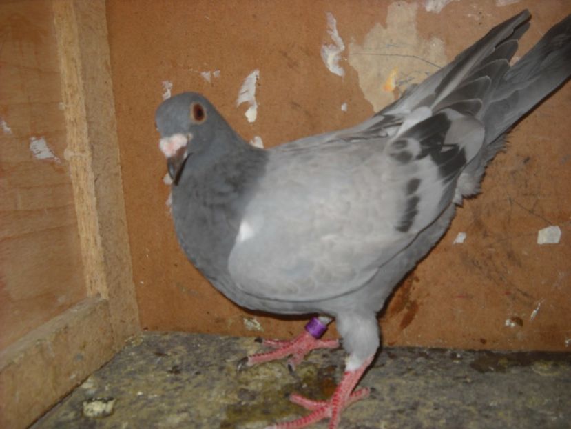  - UNDEVA IN SUCEAVA arhiva