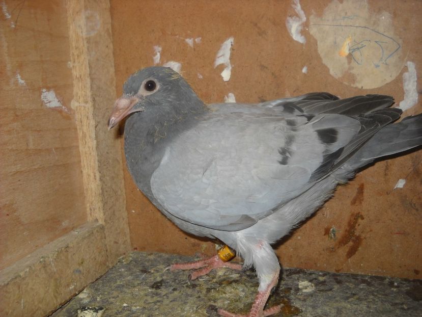  - UNDEVA IN SUCEAVA arhiva