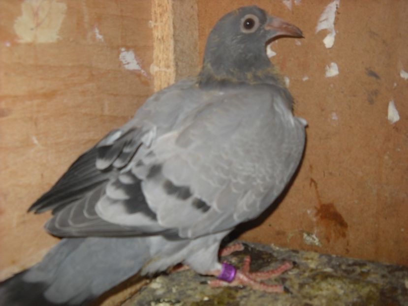  - UNDEVA IN SUCEAVA arhiva