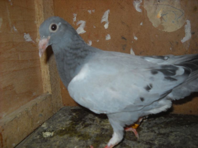  - UNDEVA IN SUCEAVA arhiva