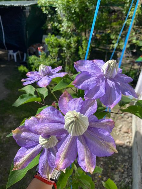 B24E0E50-6D38-46A9-BA15-D6D28D06AF6A - Clematis