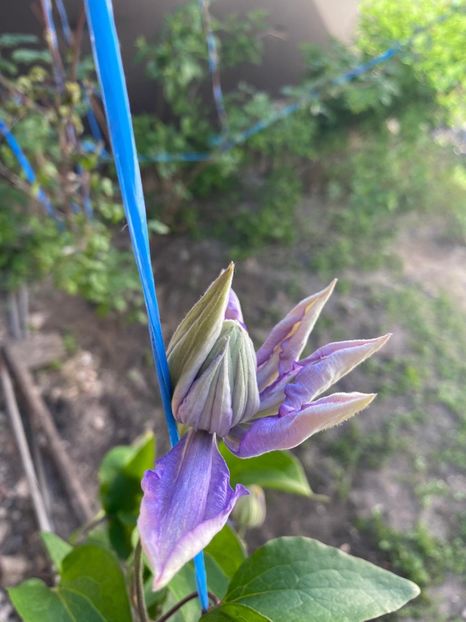 F44820A2-07E3-4228-BB08-9EA1F9FF28F1 - Clematis