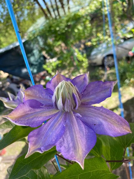 3A033851-707A-41BB-B548-439AE60CB3DF - Clematis