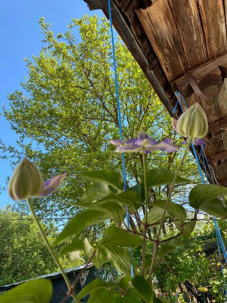 8593C2DA-F8B3-464B-BCD9-735AFF05AEB2 - Clematis