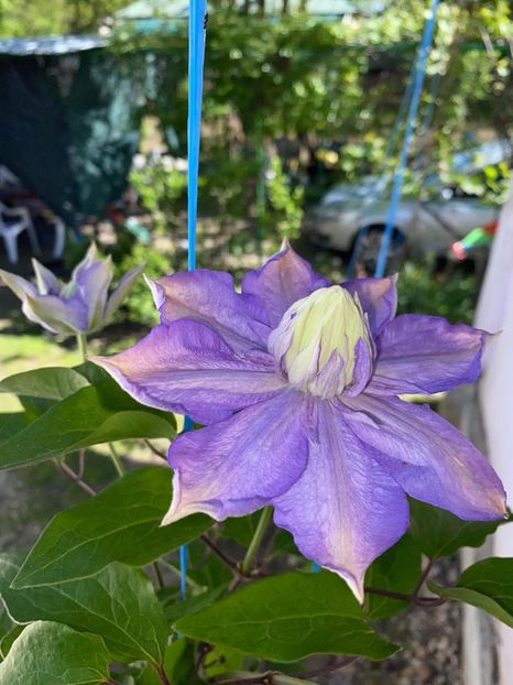 8FAB9AD9-6311-46A0-85E0-CC931405F52F - Clematis