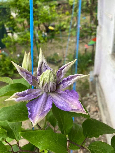 7E3F4A39-D1A7-4015-9FC5-D9553E6A30DE - Clematis