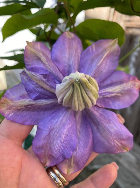 D51C324D-CCAD-43AA-9BFC-CFF6982E5A10 - Clematis