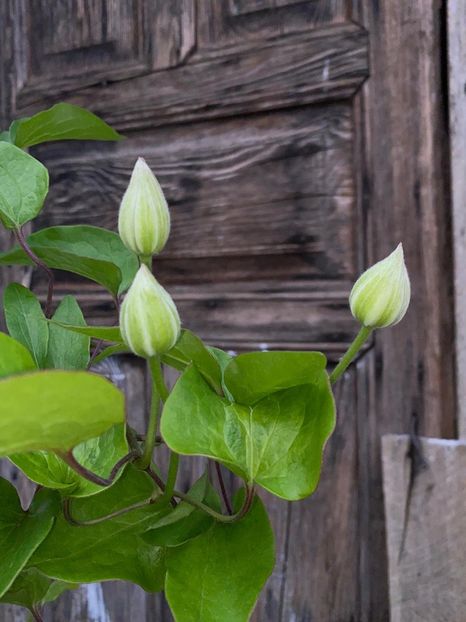 C80E3A27-5A2F-4B04-BC49-C5BA84C1AE15 - Clematis