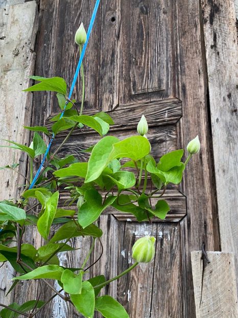 EB4D01BF-E14D-4383-80DC-F049D84A7CFE - Clematis