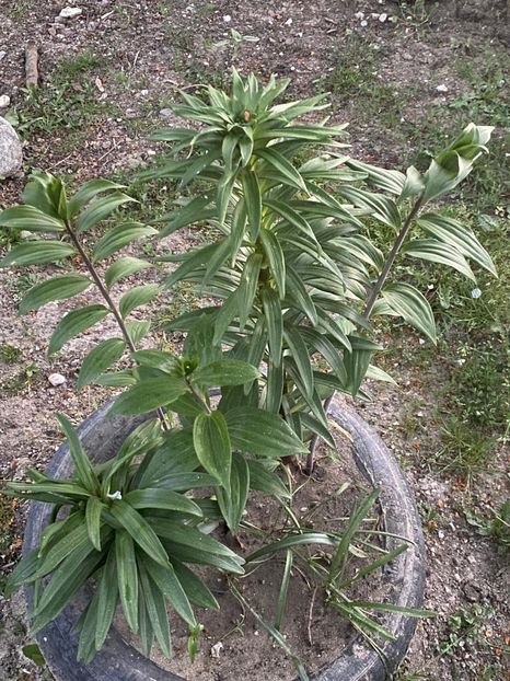 77EE8F92-6701-49F4-93A8-FE2440FFCAD9 - Crini