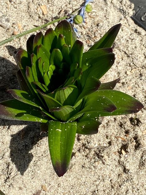 41BA1364-063A-412C-9231-7F7831024988 - Crini