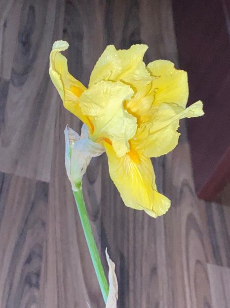 5DC3E22C-0BCF-439E-8E35-6C4AAF40C095 - Stanjenei Iriși