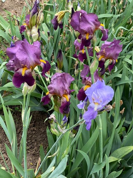 15D30AF1-B37D-4522-836C-A33932E55CE4 - Stanjenei Iriși