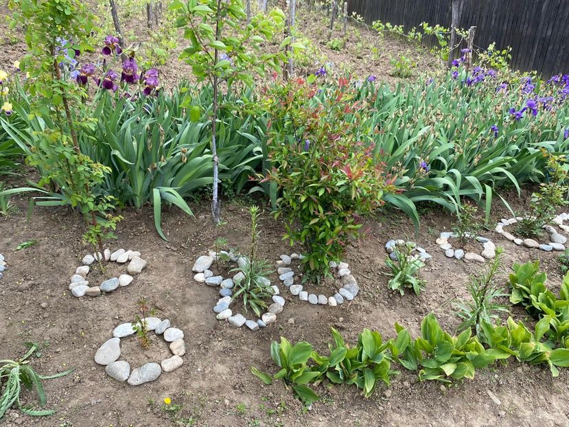 7A01DFC9-374F-4C77-8958-340B49A4B9E1 - Stanjenei Iriși