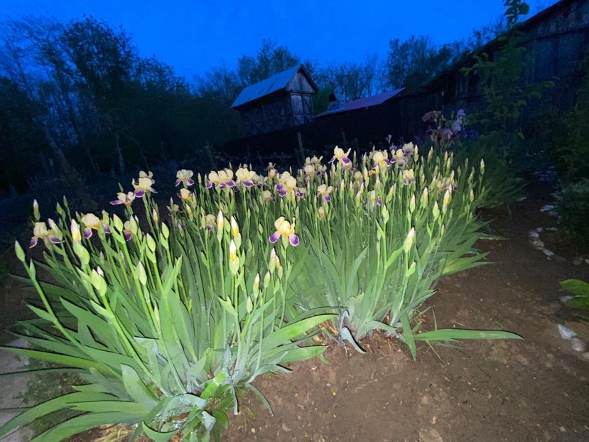 3EA148C2-9126-476A-A2B7-1C1B66137AA7 - Stanjenei Iriși