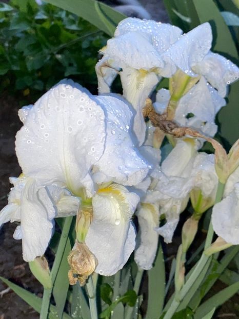 C8FBD371-F97E-4CF0-A0C5-58DB18D85CDC - Stanjenei Iriși