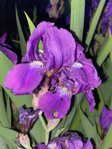 19E279C2-27A5-4855-A46B-704031C79B49 - Stanjenei Iriși