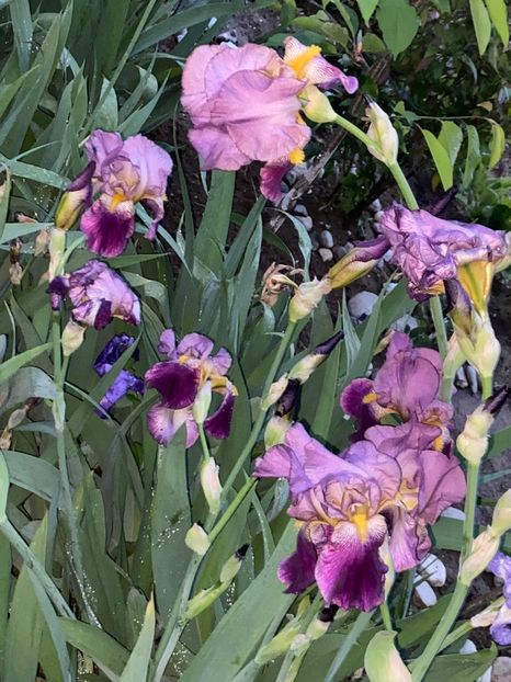 6EF9848E-2434-4DE1-89F7-2751E0344EE1 - Stanjenei Iriși