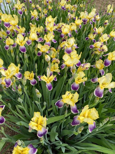 4E4E0AA3-EA55-4B74-989B-E77EBB7F31A0 - Stanjenei Iriși