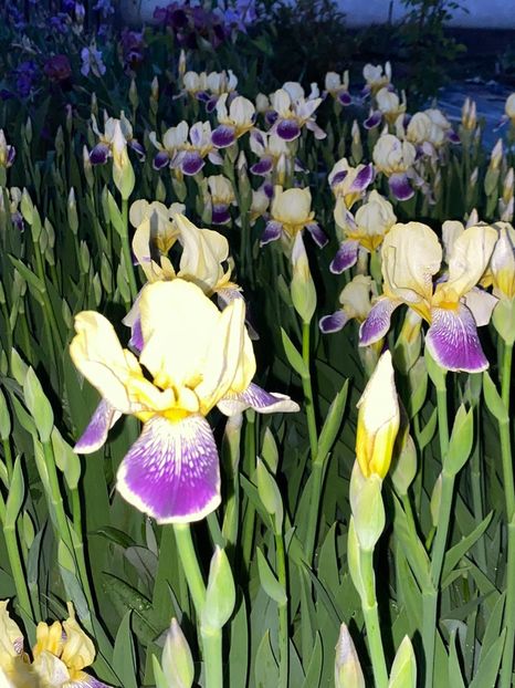 92F2C23B-62F1-44D5-A1AD-678E69E66855 - Stanjenei Iriși