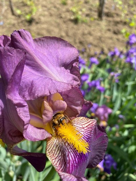 110A868B-E903-409B-8F25-C72F7D70E584 - Stanjenei Iriși