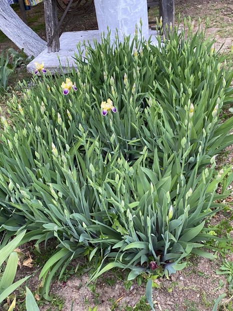 05493535-C023-4B82-AE44-655976F6A158 - Stanjenei Iriși