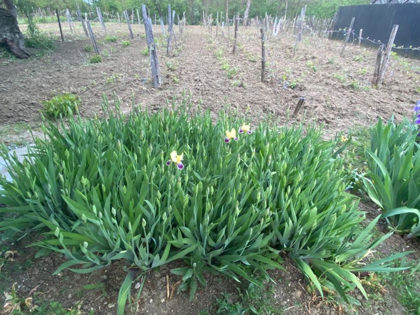 AE3D6D27-77CC-4FEC-86A6-DC8D997C5FFC - Stanjenei Iriși