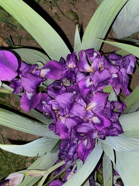 A34BD056-C51A-47C1-9766-6C55FC75D85E - Stanjenei Iriși