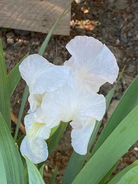 FB3CF572-98F2-4ACC-ADC9-E8FBA7286E15 - Stanjenei Iriși