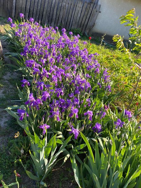 F4E5F967-DC4B-4100-8A88-19FB0434D40A - Stanjenei Iriși