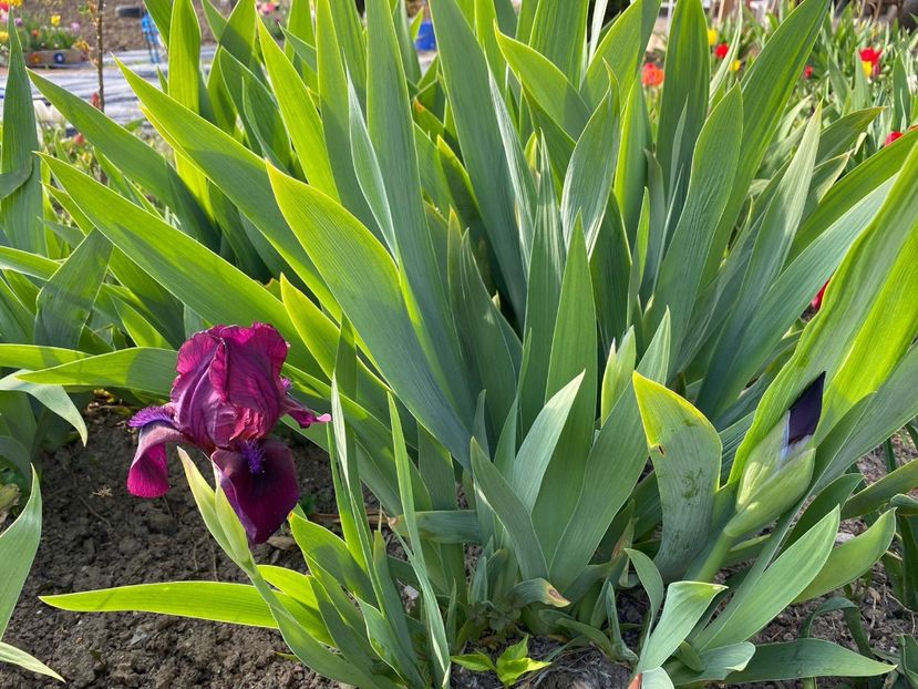 ADC6F480-E5E2-458B-9174-0791B7563429 - Stanjenei Iriși