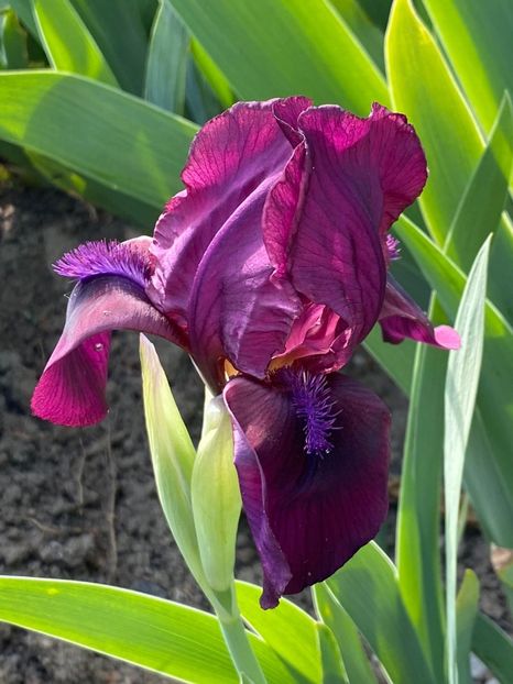 B1BD5814-3B0E-4A67-BDF8-4B1D331289D7 - Stanjenei Iriși