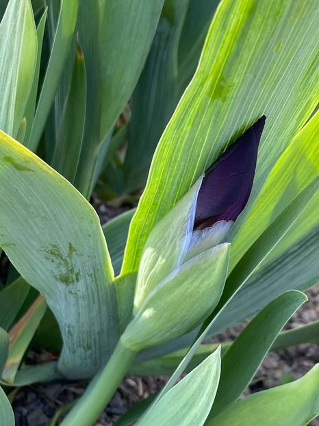 42346BEF-CBF7-4B63-AB37-B358AF874DC7 - Stanjenei Iriși