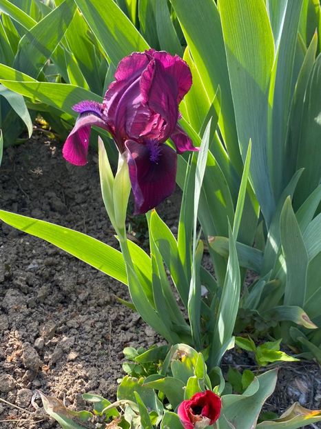 6109242C-957C-44AA-9557-F732277B854C - Stanjenei Iriși