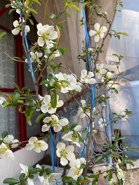 43C0852D-A172-47DF-B8E0-68C8E363DEB3 - Gutui japonez seminte