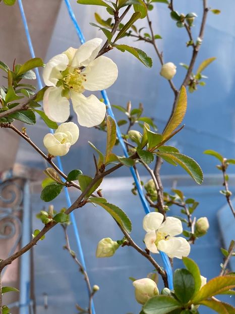 323143BA-F8DB-4B9F-9178-C524BFAE4D77 - Gutui japonez seminte