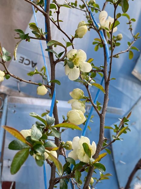 DBD9A40C-F025-443B-9E16-F332481D2850 - Gutui japonez seminte