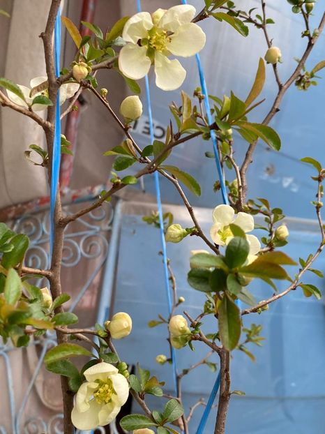 1D47A8A7-FE16-4B86-98C6-A6B20C32B159 - Gutui japonez seminte