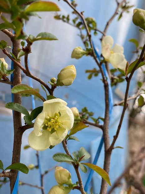 2DEBA660-6E2F-4B49-A88E-14F0BD8BF470 - Gutui japonez seminte