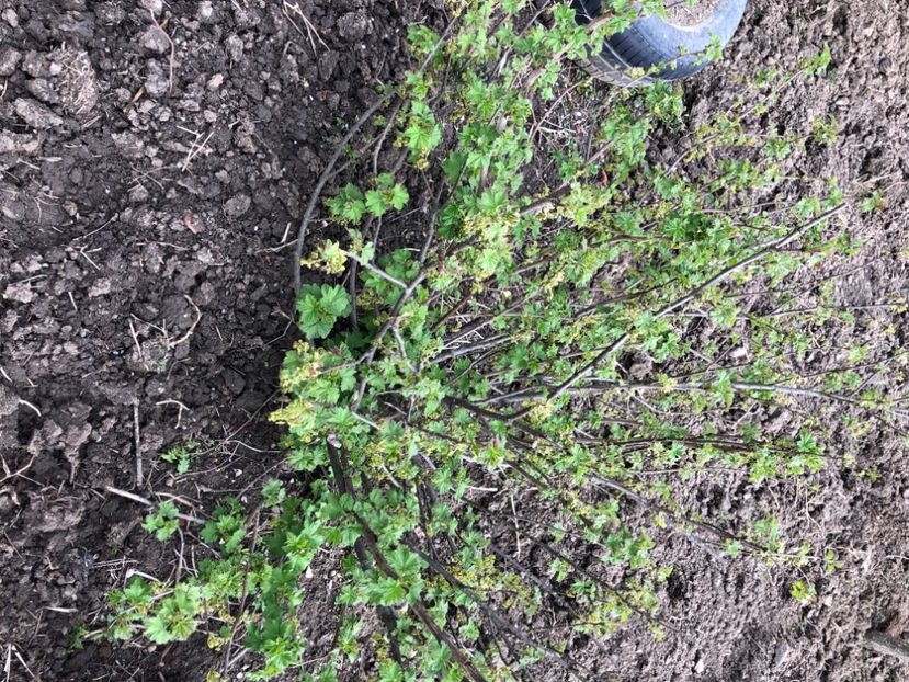 5138396C-A71E-401C-A721-B1DABA82A8DC - Gutui japonez seminte