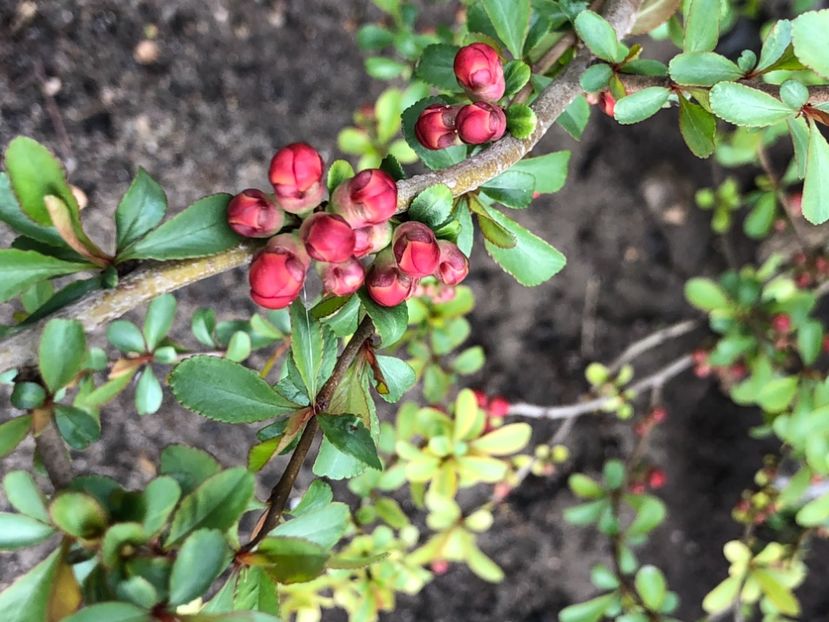 B554AFB6-435C-4947-B877-4FE08FCB9EC0 - Gutui japonez seminte