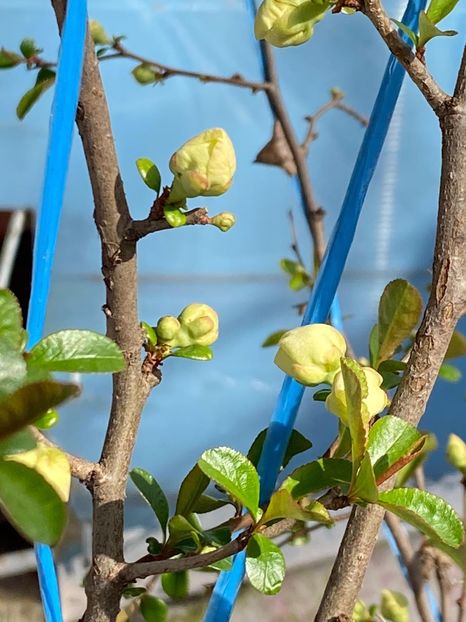 30D77C3E-56FF-4B11-93AB-705A042771AC - Gutui japonez seminte