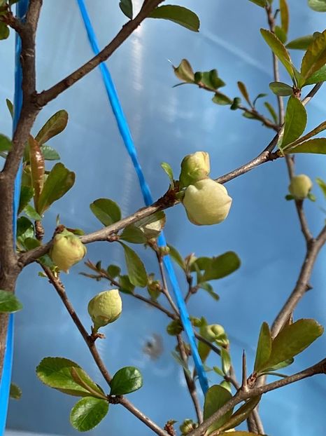 C0C0E0BD-A00E-490A-AE30-396DF5376E4C - Gutui japonez seminte