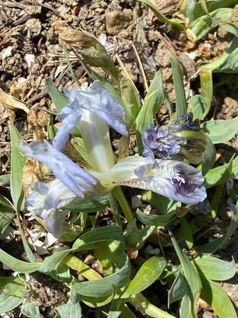 49AFA58A-052C-438B-808D-11FBD4A93143 - Stanjenei Iriși