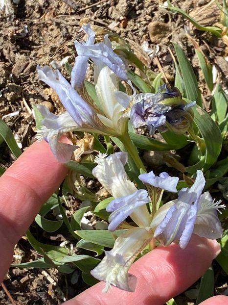 C5F854B5-3B23-487D-9A41-7107DE0B8050 - Stanjenei Iriși