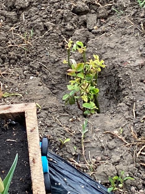 66000AF6-24E6-469C-BF97-6820DEF0F288 - Trandafiri