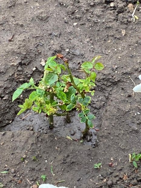 C559FCFF-59A2-4988-BB78-F26FF422A148 - Trandafiri